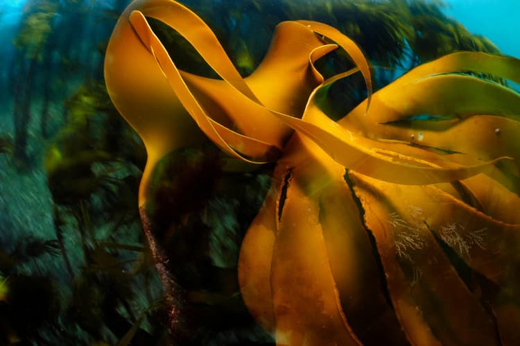 Kelp forest (Laminaria hyperborea), Atlantic Ocean, North West Norway, March.